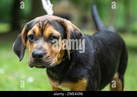 Rottweiler Labrador Mix chiot chien garde-bébé détente à l'extérieur chien de race mixte gros plan. Banque D'Images