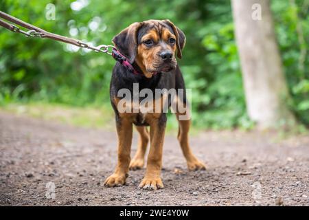 Rottweiler Labrador Mix chiot chien garde-bébé détente à l'extérieur chien de race mixte gros plan. Banque D'Images