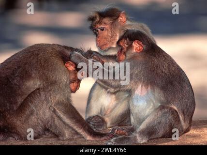 Bonnet macaque Macaca radiata ou Zati en Inde trois macaques toilettage Banque D'Images