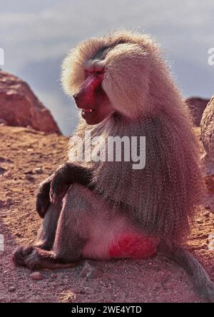 Hamadryas babouin Papio hamadryas sur un rocher en Arabie Saoudite Banque D'Images