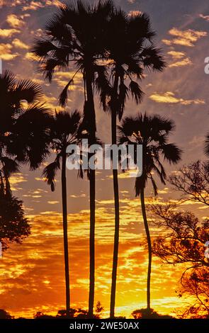 Hyphaene petersiana le véritable palmier fan ou palmier makalani vu au lever du soleil au Botswana Banque D'Images