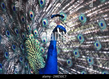 Paon indien ou paon indien Pavo cristatus affichant son train Banque D'Images