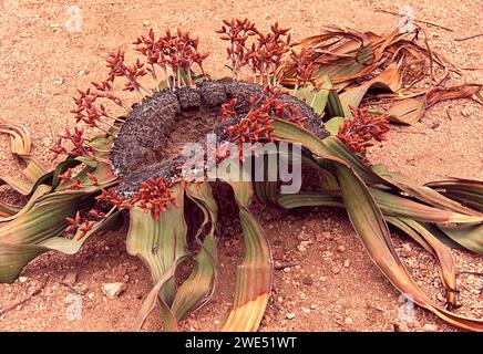 Welwitschia mirabilis plante femelle avec des fleurs et des cônes Namibie Banque D'Images