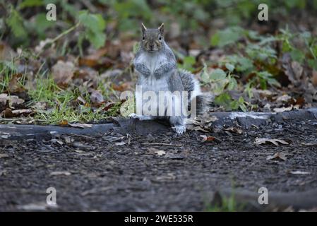 Image rapprochée d'un écureuil gris de l'est (Sciurus carolinensis) debout sur des pattes de derrière sur une bûche d'arbre en décomposition, regardant dans la caméra, avec les pattes à la poitrine Banque D'Images