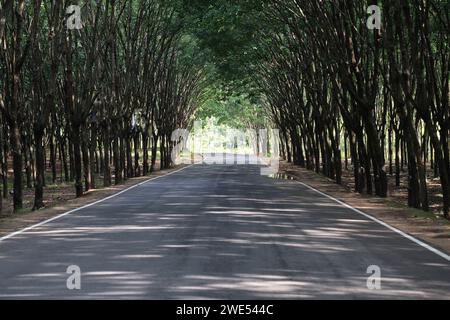Route en para caoutchouc arbre.cette photo a été prise de chittagong, Bangladesh. Banque D'Images