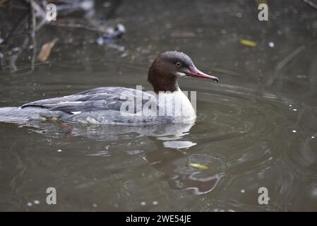 Femelle Goosandre (Mergus merganser) nageant à partir de la gauche de l'image en profil droit, avec des gouttelettes d'eau visibles sur la tête et le corps, prises au Royaume-Uni Banque D'Images