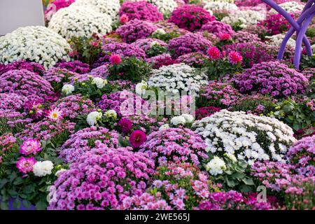 Un jardin luxuriant de chrysanthèmes en fleurs dans différentes nuances de rose, violet et blanc Banque D'Images