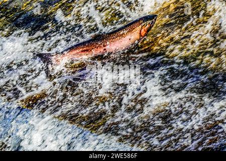 Barrage de saut de salamon rose coloré d'Issaquah Creek Washington. Chaque automne, le saumon monte jusqu'à Hatchery. Le saumon vient d'aussi loin que 3 000 miles. Banque D'Images