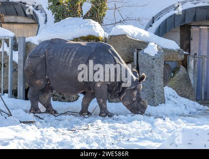 Rhinocéros indien (Rhinoceros unicornis) paissant dans les paysages verdoyants de l'Inde. Une rencontre impressionnante avec ce majestueux et endang Banque D'Images