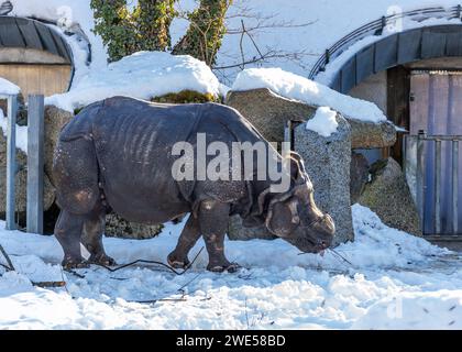 Rhinocéros indien (Rhinoceros unicornis) paissant dans les paysages verdoyants de l'Inde. Une rencontre impressionnante avec ce majestueux et endang Banque D'Images