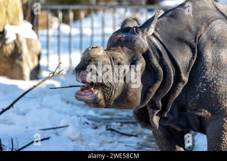 Rhinocéros indien (Rhinoceros unicornis) paissant dans les paysages verdoyants de l'Inde. Une rencontre impressionnante avec ce majestueux et endang Banque D'Images