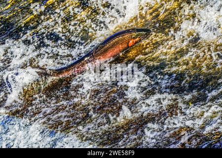 Barrage de saut de salamon rose coloré d'Issaquah Creek Washington. Chaque automne, le saumon monte jusqu'à Hatchery. Le saumon vient d'aussi loin que 3 000 miles. Banque D'Images