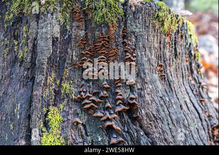 Champignon Hymenochaete rubiginosa sur racine morte de Quercus vulcanica. Banque D'Images