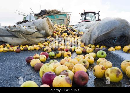 Montauban, France. 23 janvier 2024. Tracteurs et pommes renversés sur l'A20. La FNSEA et les jeunes agriculteurs du Tarn-et-Garonne rassemblent et bloquent à Montauban l'autoroute A20. France, Golfech 23 janvier 2024. Photo de Patricia Huchot-Boissier/ABACAPRESS.COM crédit : Abaca Press/Alamy Live News Banque D'Images