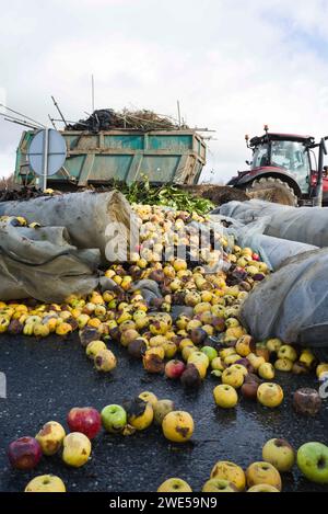 Montauban, France. 23 janvier 2024. Tracteurs et pommes renversés sur l'A20. La FNSEA et les jeunes agriculteurs du Tarn-et-Garonne rassemblent et bloquent à Montauban l'autoroute A20. France, Golfech 23 janvier 2024. Photo de Patricia Huchot-Boissier/ABACAPRESS.COM crédit : Abaca Press/Alamy Live News Banque D'Images