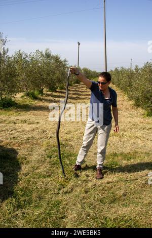 Une femme attrape dans le champ Black Whipsnake Banque D'Images