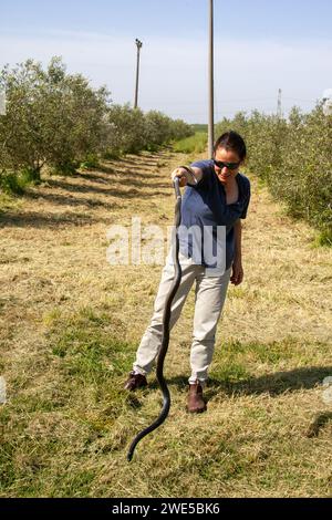 Une femme attrape dans le champ Black Whipsnake Banque D'Images