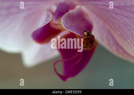 Macro shot coccinelle sur fleur d'orchidée rose Banque D'Images