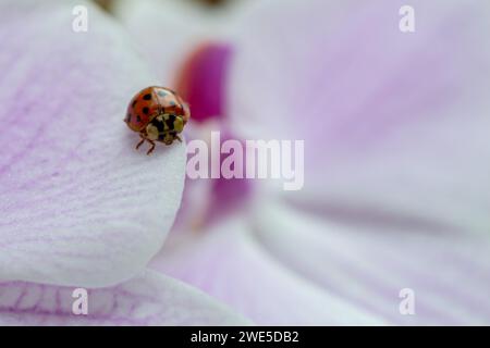 Macro shot coccinelle sur fleur d'orchidée rose Banque D'Images