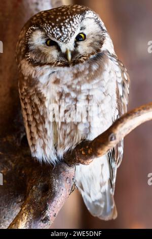 Gros plan d'un Tawny Owl perché sur une branche. Banque D'Images