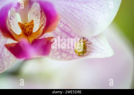 Macro shot coccinelle sur fleur d'orchidée rose Banque D'Images