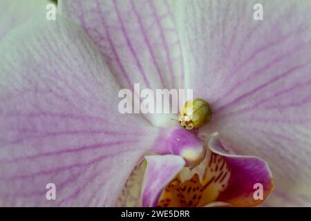 Macro shot coccinelle sur fleur d'orchidée rose Banque D'Images