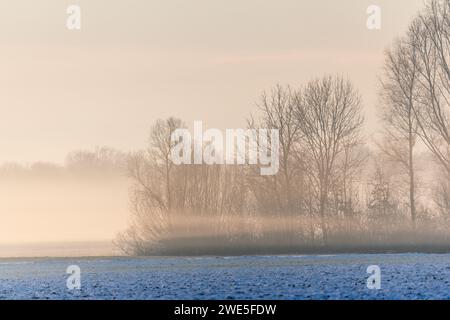 Brumes matinales dans la plaine en hiver. Bas-Rhin, Alsace, Grand est, France, Europe. Banque D'Images