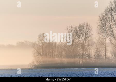 Brumes matinales dans la plaine en hiver. Bas-Rhin, Alsace, Grand est, France, Europe. Banque D'Images