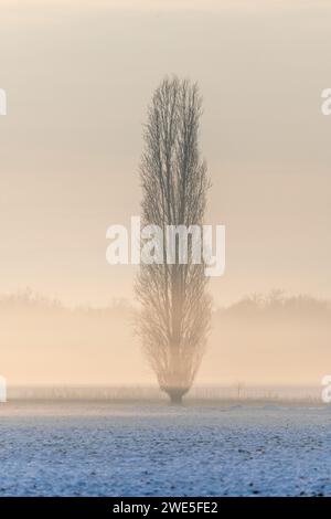 Brumes matinales dans la plaine en hiver. Bas-Rhin, Alsace, Grand est, France, Europe. Banque D'Images