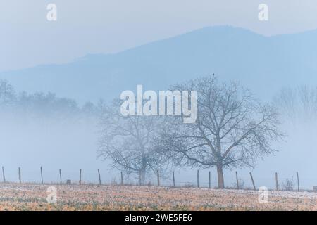 Brumes matinales dans la plaine en hiver. Bas-Rhin, Alsace, Grand est, France, Europe. Banque D'Images