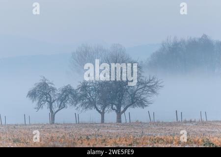 Brumes matinales dans la plaine en hiver. Bas-Rhin, Alsace, Grand est, France, Europe. Banque D'Images