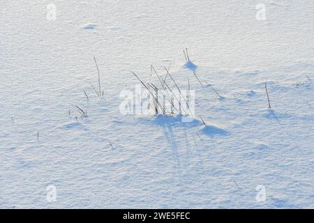 Végétation prise dans la glace dans les marécages. Bas-Rhin, Alsace, Grand est, France, Europe. Banque D'Images