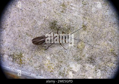 Nemoura flexuosa Stone Fly Wild nature insecte papier peint Banque D'Images