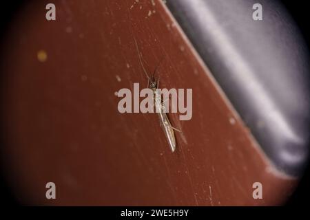 Nemoura flexuosa Stone Fly Wild nature insecte papier peint Banque D'Images