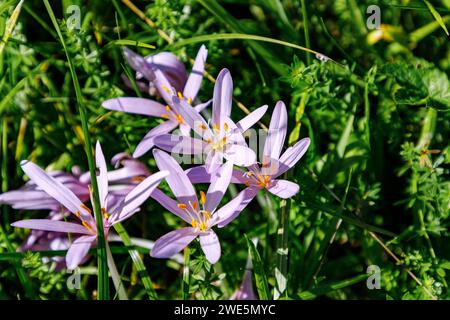 Crocus automnal florissant (Colchicum autumnale) dans un pré près de Maising en haute-Bavière en Bavière en Allemagne Banque D'Images