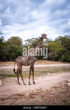 Les girafes du parc national de Nyerere Banque D'Images