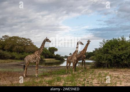 Les girafes du parc national de Nyerere Banque D'Images