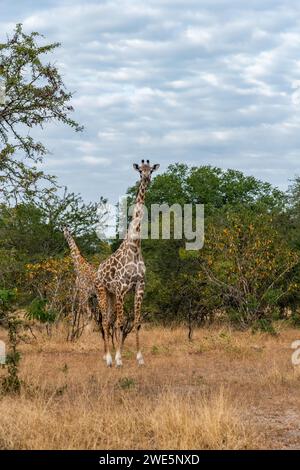 Les girafes du parc national de Nyerere Banque D'Images