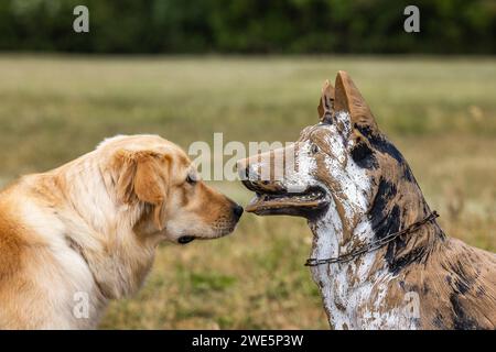 Golden Retriever Moorea rencontre une réplique d'un chien de garde (Berger allemand) à point Alpha sur l'ancienne frontière entre l'Allemagne de l'Ouest et l'Allemagne de l'est, ne Banque D'Images
