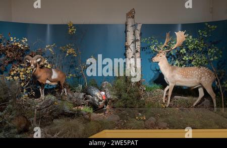 Ausgestopfter Tiere, Damhirsch, Naturkundemuseum, Breite Straße, Potsdam, Brandenburg, Deutschland Banque D'Images