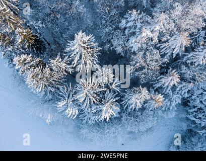 Directement au-dessus vue aérienne de la forêt couverte de neige fraîche Banque D'Images