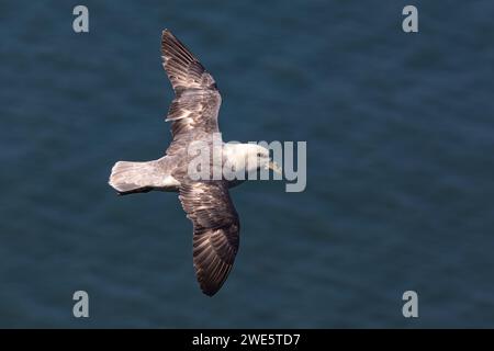 Un Fulmar, Fulmaris glacialis, en vol avec des ailes déployées à Bempton Cliff, Yorkshire, Royaume-Uni Banque D'Images