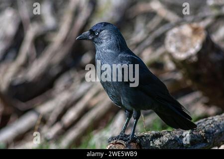 Un Jackdaw adulte, Corvus monedula, assis sur une bûche à Richmond Park, Londres, Royaume-Uni Banque D'Images