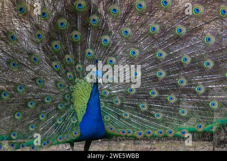 Homme paon affichant son fan de plumes de queue, Yorkshire, Royaume-Uni Banque D'Images