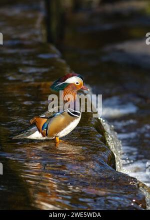 Mandarin Duck mâle se dresse au bord d'une petite cascade à Sheffield, au Royaume-Uni Banque D'Images