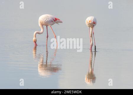 Paire de grands Flamingos se reflétant dans les eaux de la Camargue, France Banque D'Images