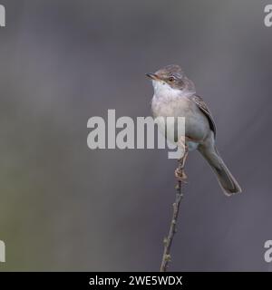 Whitethroat perché sur une brindille sur un fond gris doux dans le sud du pays de Galles, Royaume-Uni Banque D'Images