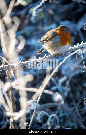 Robin perché sur des brindilles couvertes de gel en hiver Banque D'Images