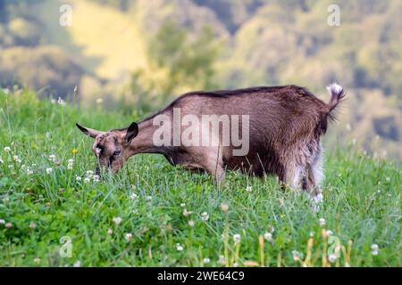 Une jeune chèvre brune broute sur une prairie verte dans une région montagneuse. Banque D'Images