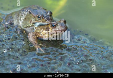 Grenouilles. Deux grenouilles de jardin communes.Nom scientifique : Rana temporaria, s'accouplant dans un étang de jardin, entouré de frognons. Premiers signes du printemps. Plate-forme de dressage Banque D'Images